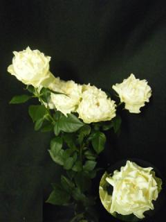 Rosa(Spray) Shiranami.jpg